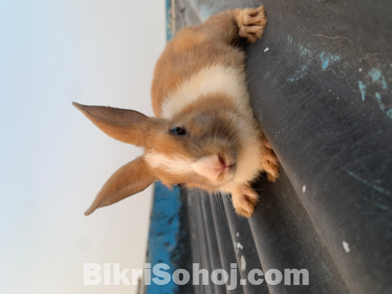 Rabbit